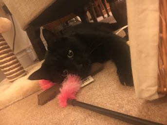 24826275_10156036735176474_1952653935_o